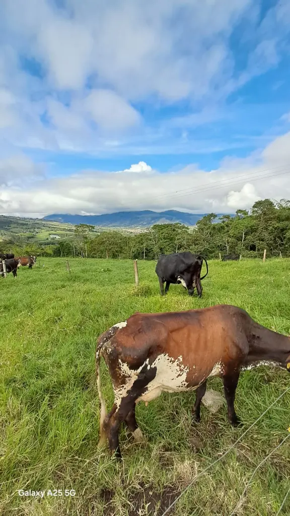 WhatsApp Image 2025-04-02 at 6.28.27 AM (3).webp