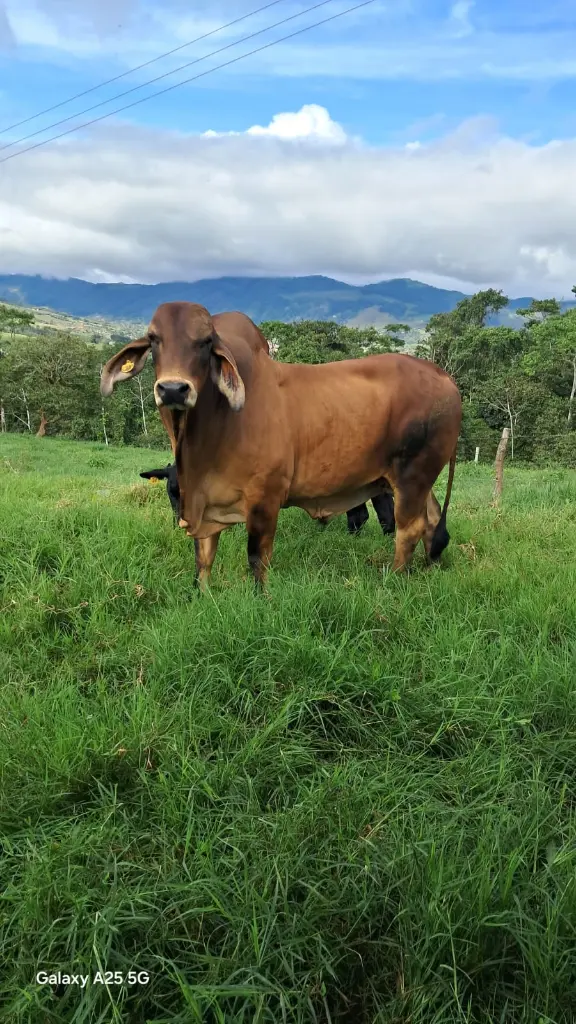 WhatsApp Image 2025-04-02 at 6.28.26 AM (4).webp