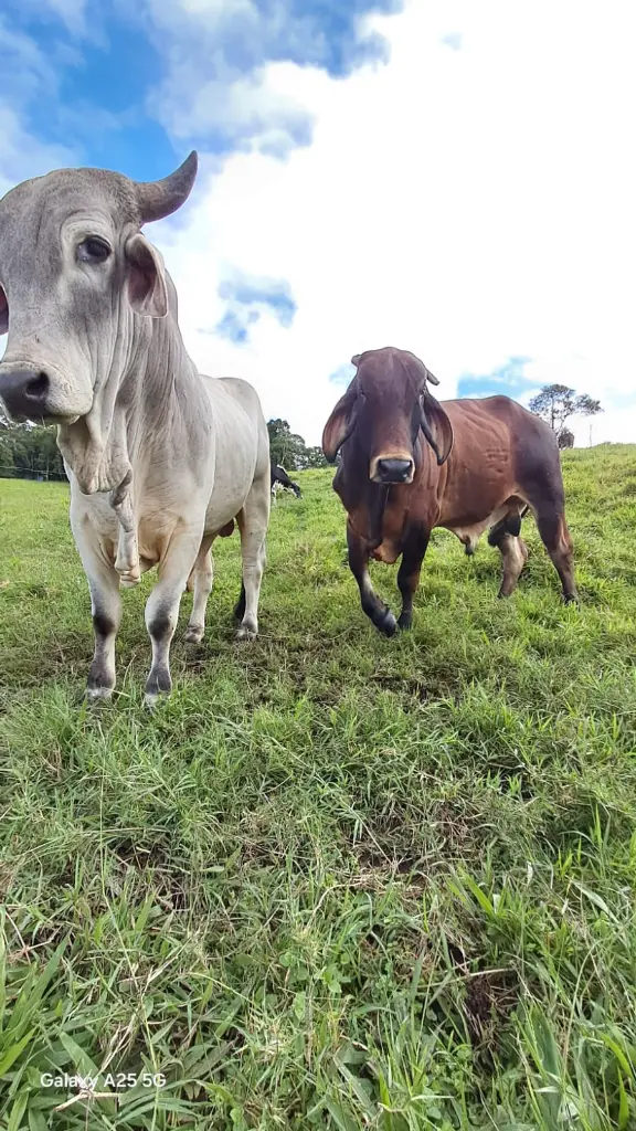 WhatsApp Image 2025-04-02 at 6.28.29 AM (1).webp